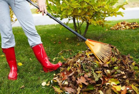 Everything your lawn needs in the fall in order to survive winter