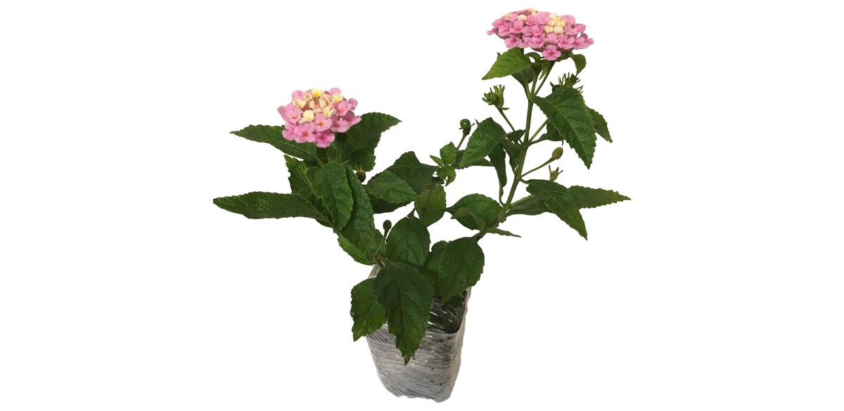 Lantana Camara Flowers