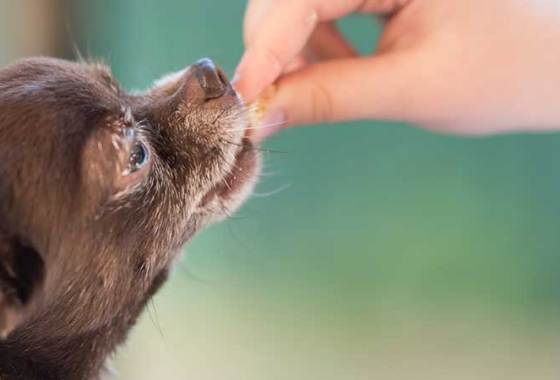 Best Dog Multivitamins