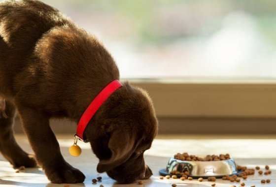 Best Blue Buffalo Dog Food