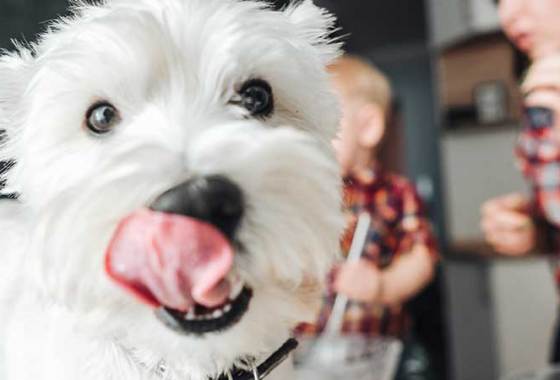Best Small Breed Dog Food