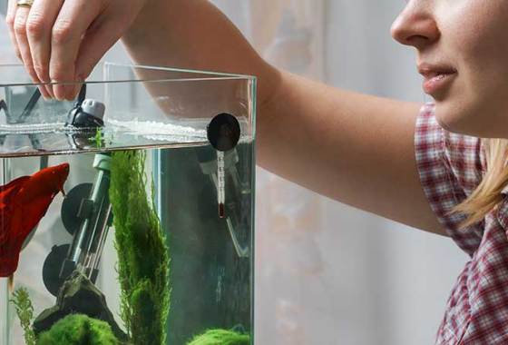 Best Betta Fish Tanks