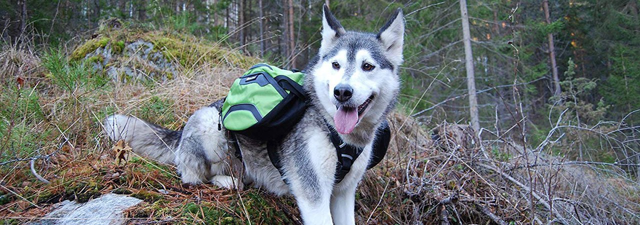 Pettom dog outlet saddle backpack