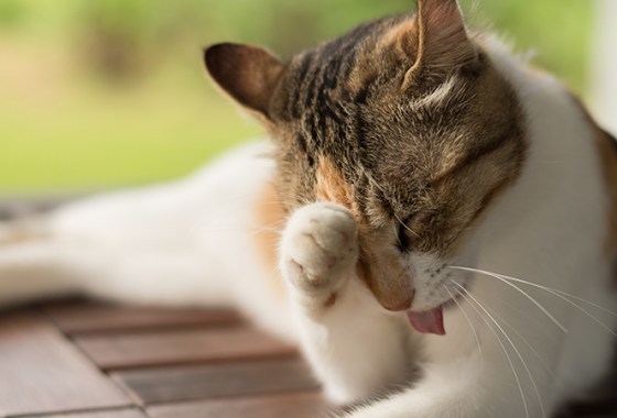 Best Itch Remedies for Cats