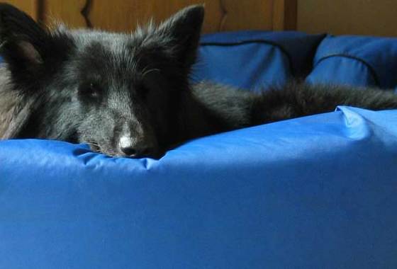 Best Waterproof Dog Beds