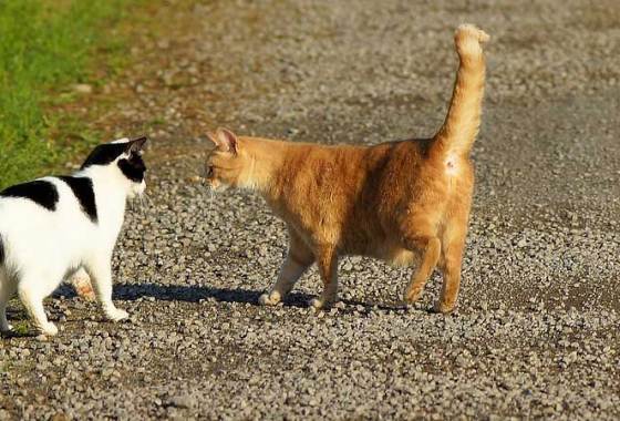 Best Flea Collars for Cats