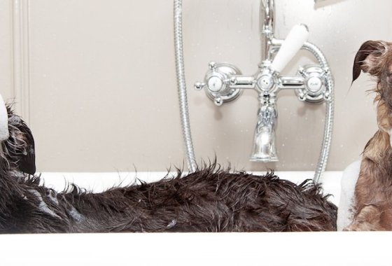 Best Oatmeal Dog Shampoos