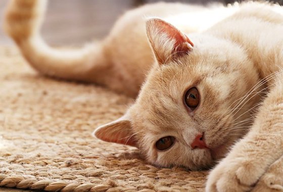 Best Cat Flea & Tick Medications