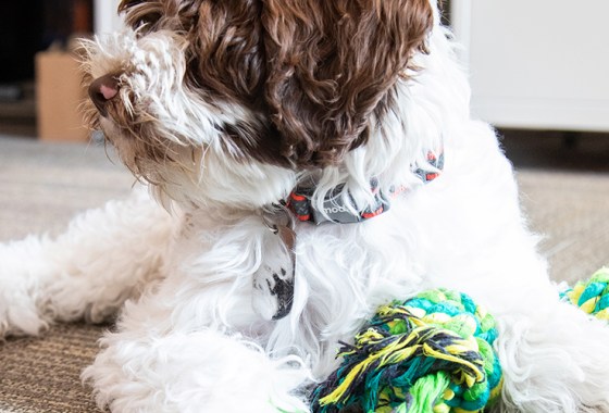 Best Flea Collars for Dogs