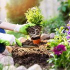 What to plant in August: best vegetables and flowers to grow