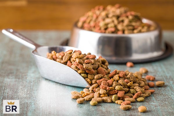 Can Cats eat Dog Food?