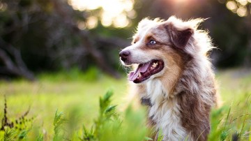 https://cdn1.bestreviews.com/images/v4desktop/image-full-page-765x430/pets-dog-food-blue-buffalo-vs-purina-pro-plan.jpg