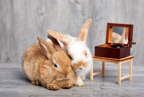 Best Beauty and the Beast music box