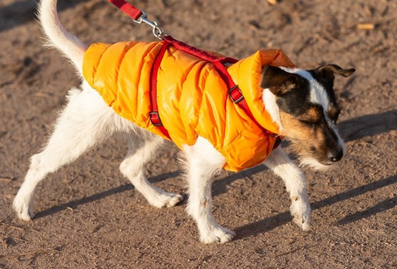 Best dog puffer jacket