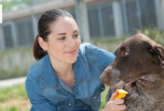 8 best budget gifts for dog lovers