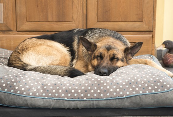 Best Kong dog bed
