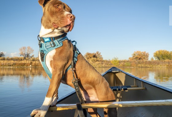 Best tactical dog harness