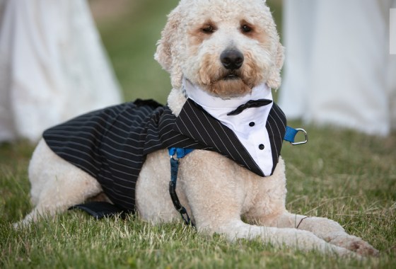 Best dog tuxedo