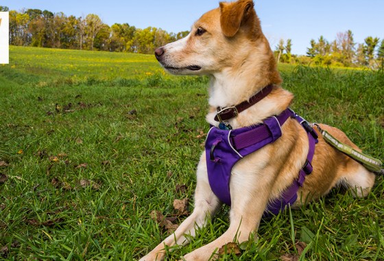 Best Chewy dog harness