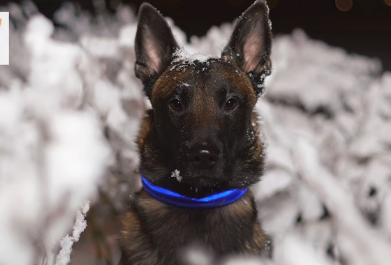 Best glow-in-the-dark dog collar