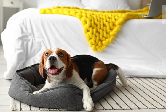Best memory foam dog bed