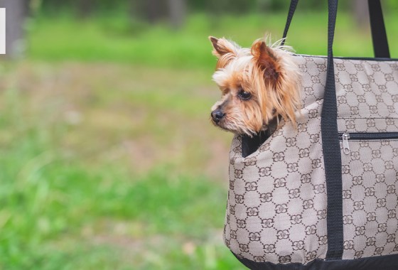 Best dog carrier purses