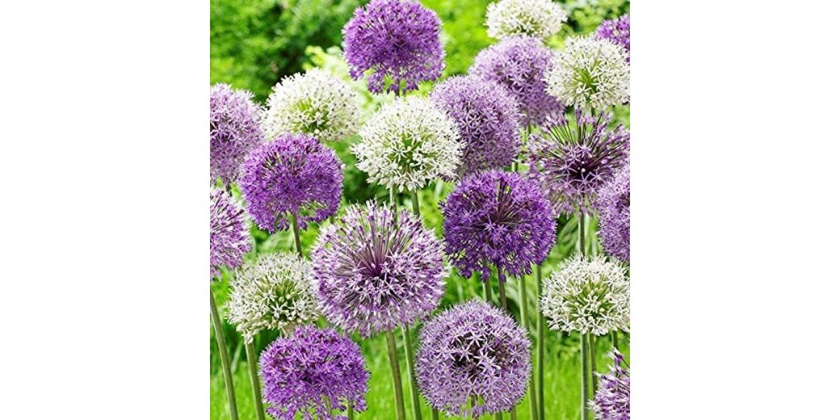 Allium bulbs