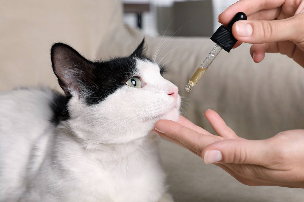 anxiety relief for cats