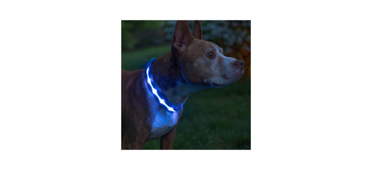 Best Blazin' Safety LED Dog Collar