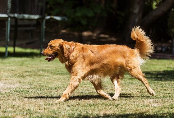 Cool your pet down in high temperatures with these reliable products