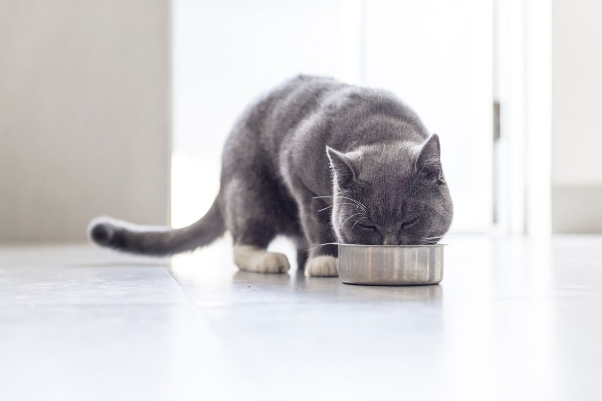 freeze-dried cat food