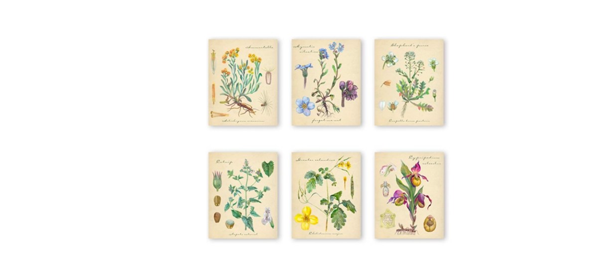 InSimSea Vintage Botanical Wall Art Prints