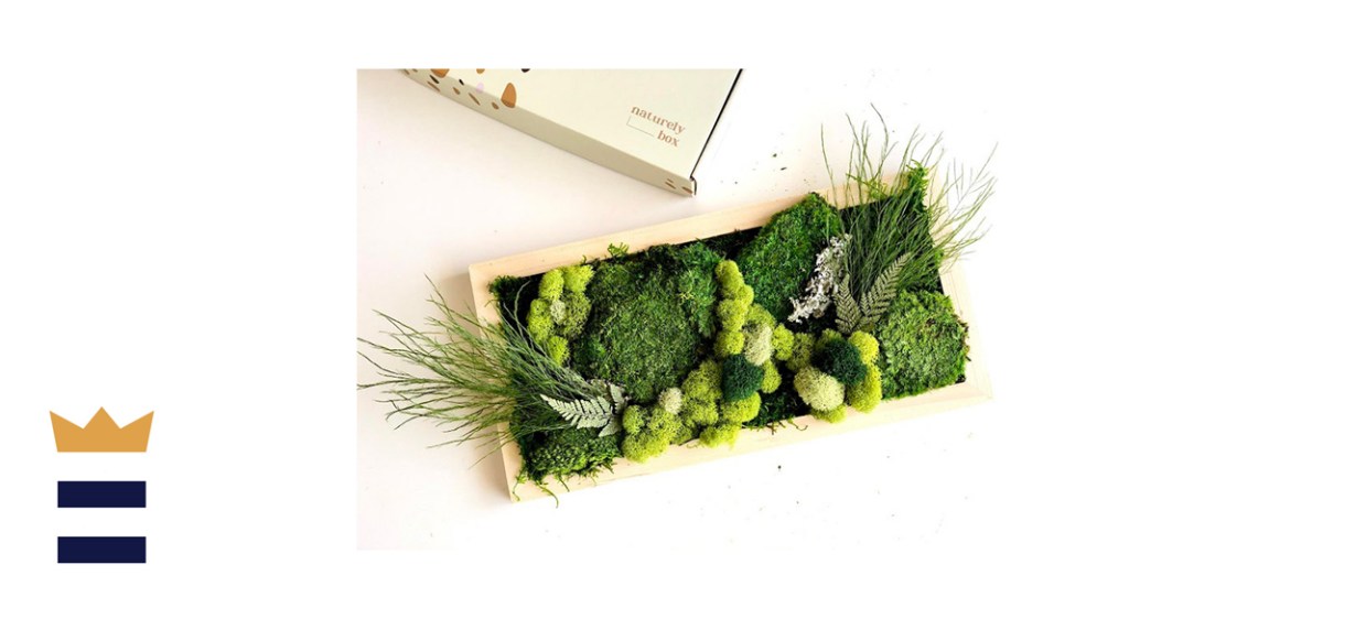 Naturelybox DIY Moss Wall Art Kit