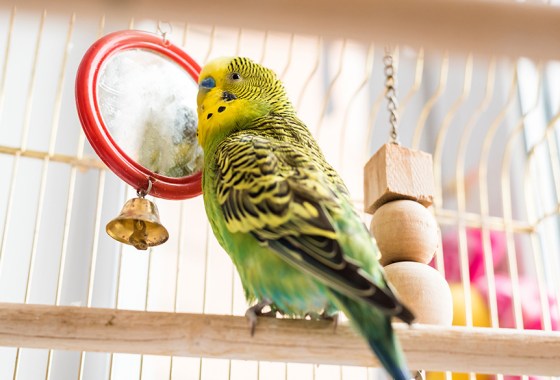 Best Bonka bird toy