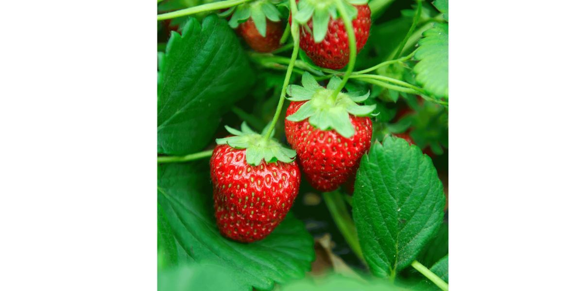 Everbearing Strawberry