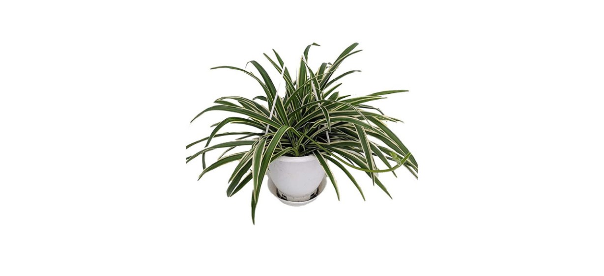 Hirt’s Gardens Reverse Variegated Spider Plant
