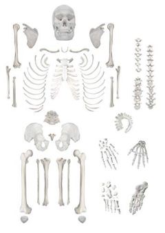 HBARSCI Disarticulated Human Skeleton