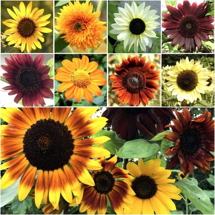 Seed Needs Speciality Blend Sunflower Seeds